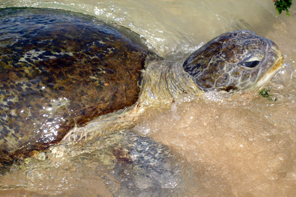 En närbild på en havsskölpadda på grunt vatten med sandbotten.