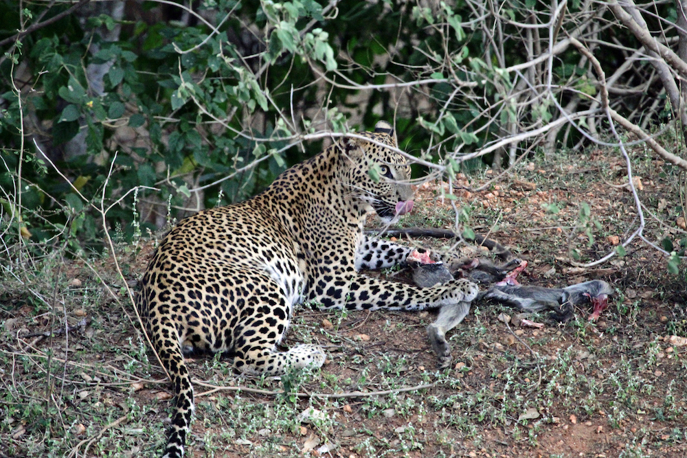 En bild på en leopard som ligger i skogsbrynet och äter på sitt byte.