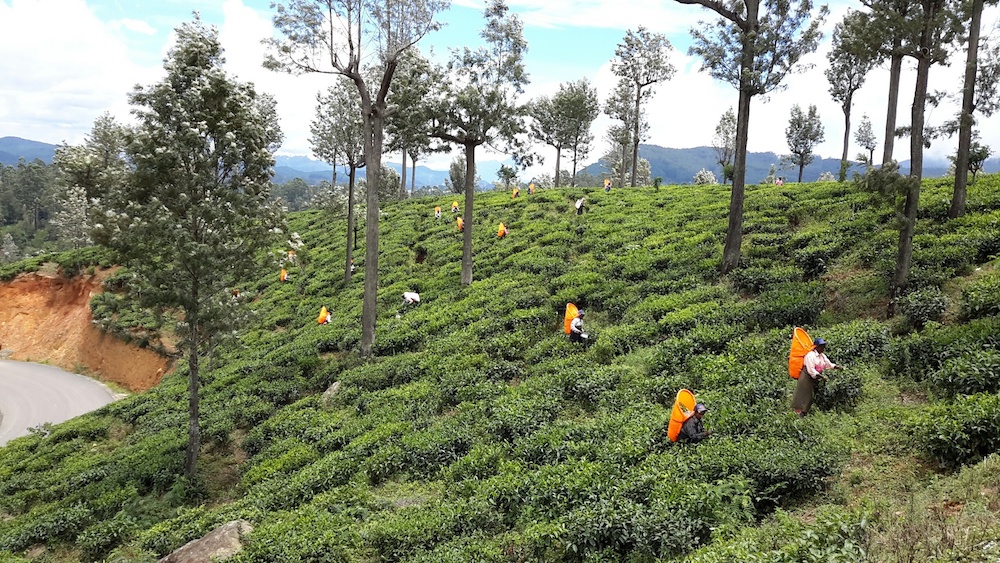 Teplantage i sluttning med plockare och enstaka träd.